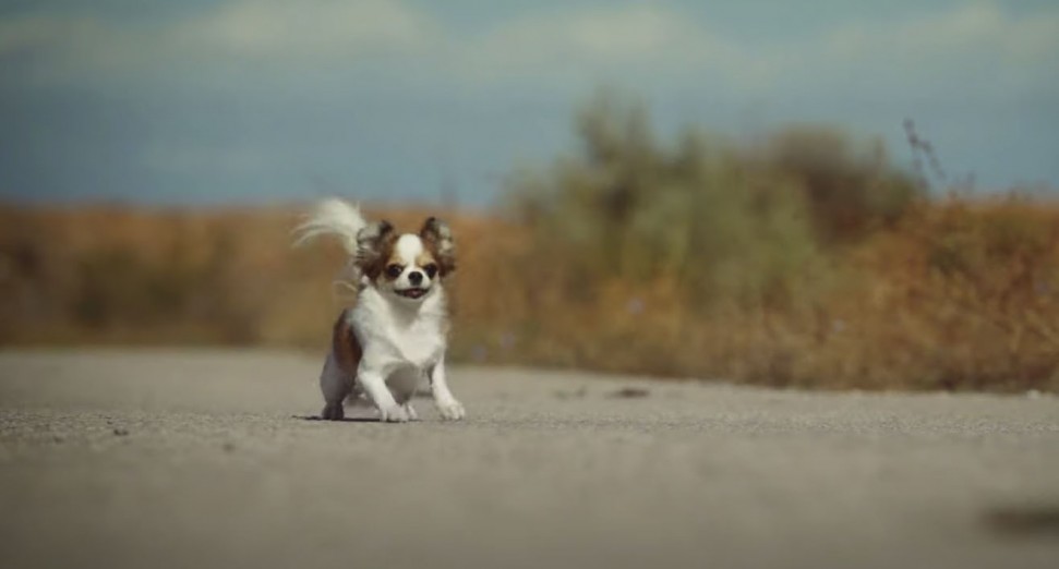Caribou shares dog-filled video for new single, ‘You Can Do It’: Watch