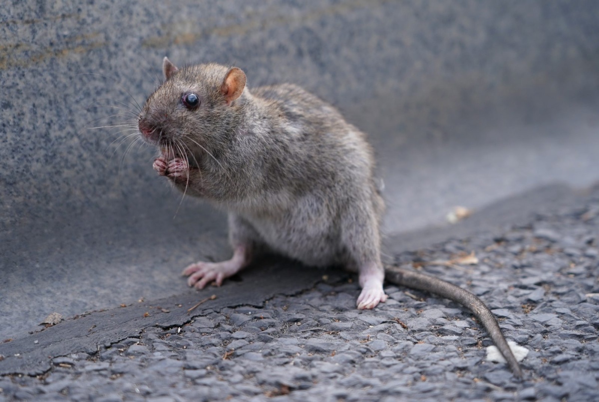 Rats can dance, and are most in sync with 120-140 BPM, study shows