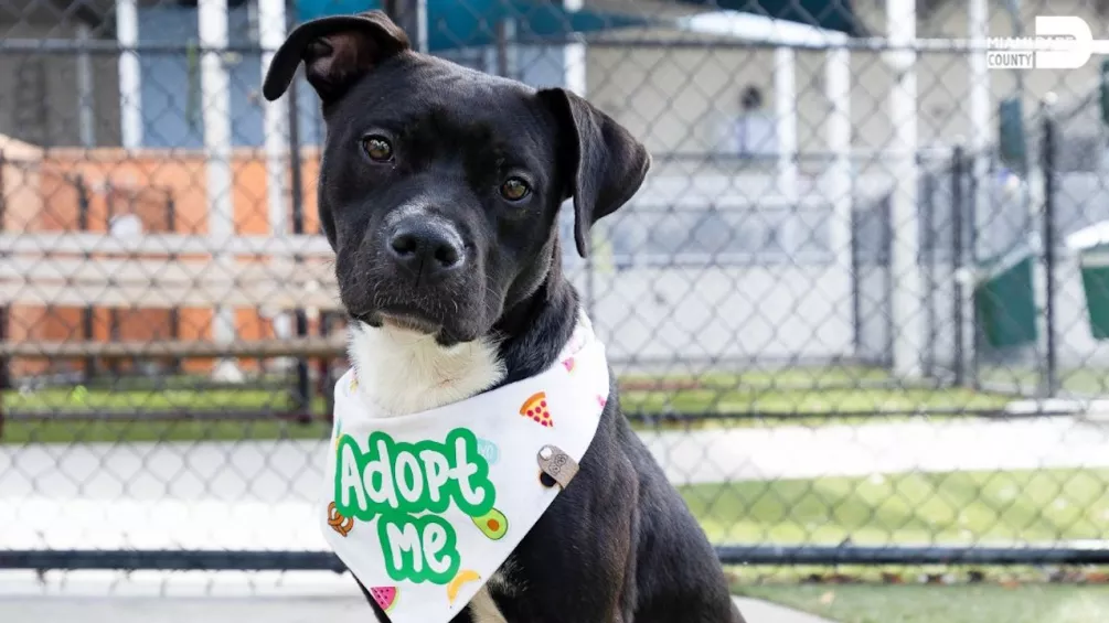 Ultra to host pet adoption event at Miami’s Bayfront Park